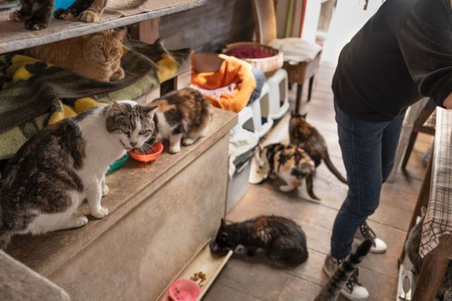20 Katzen in Mini-Wohnung Seniorin verstößt gegen Haltungsverbot